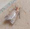 Agrotis sp.